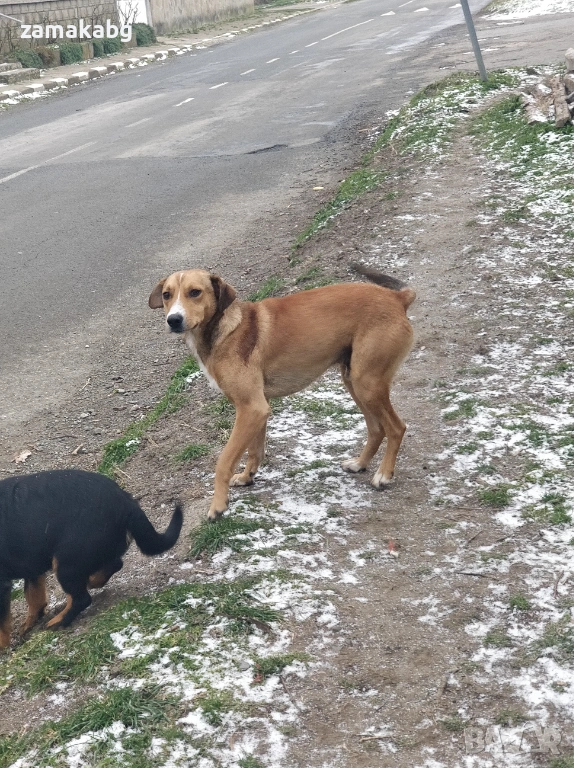 Умно и интелигентно куче си търси стопанин, снимка 1