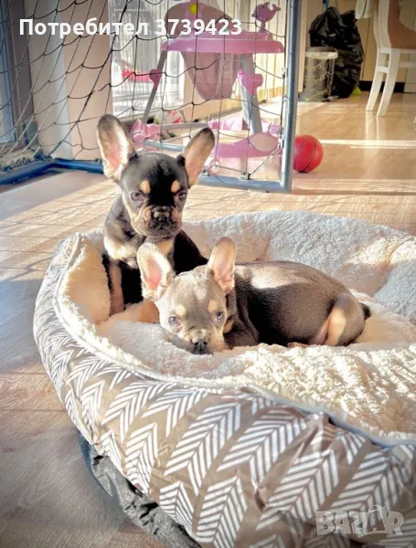 Френски Булдочета , снимка 1