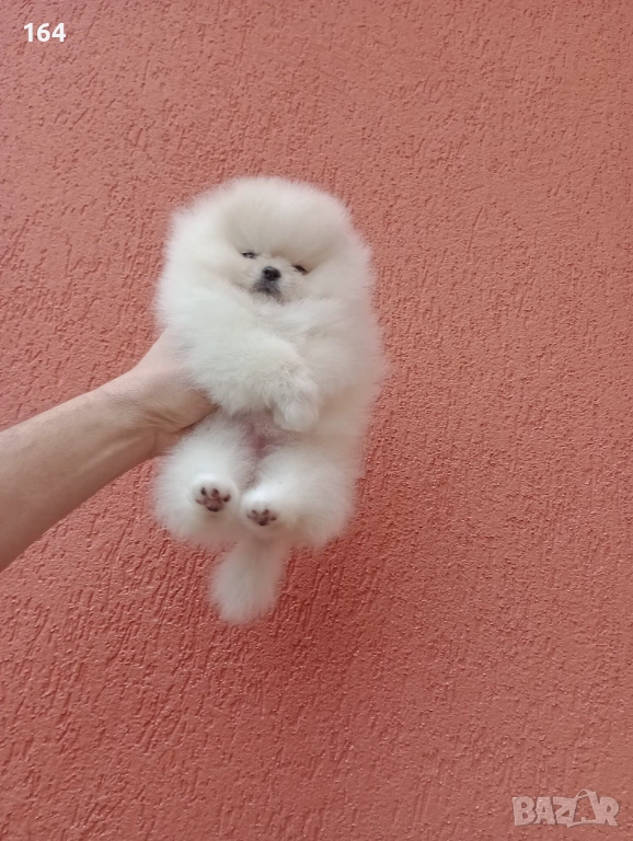 Миниатюрно мини момиченце. Мини Померан. Реални снимки !, снимка 1