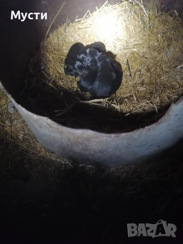 малки териер чета само сереожни да пишат. 