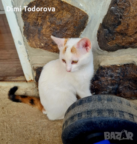 Подарявам малки котета, снимка 1