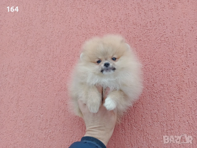 Мъжки мини Померан на 3 месеца. Реални снимки от 02.02.26 г. , снимка 3 - Померан - 53324281