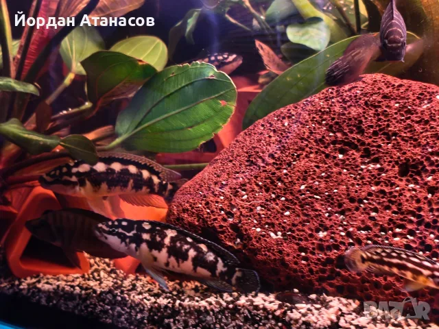 Рибки Julidochromis transcriptus, снимка 3 - Рибки - 55729554