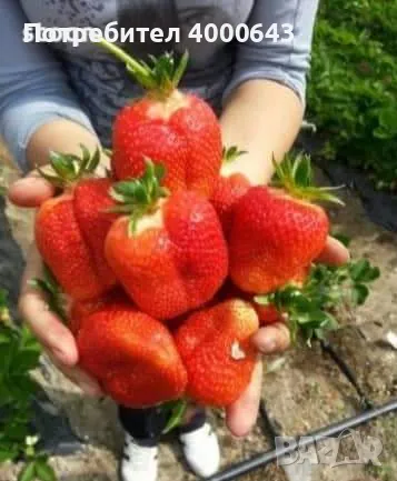 Целогодишен сорт разсад ягоди и малини , снимка 1