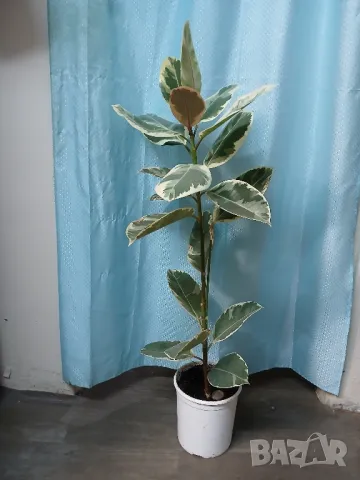 Фикус Тинеке 115см.