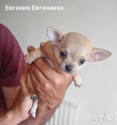 Мини чихуахуа момче и момичета, снимка 6 - Чихуахуа - 55951302