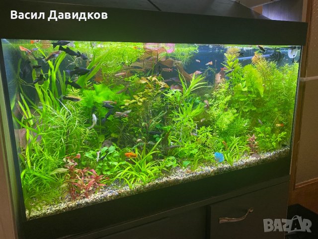 Живородни рибки , снимка 5 - Рибки - 44500989