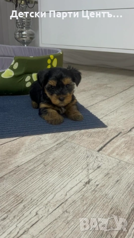 Йоркширски териер, мъжки. Много забавен. Даже вече се изхожда на памперс, е тъй, снимка 5 - Йоркширски териер - 52666968