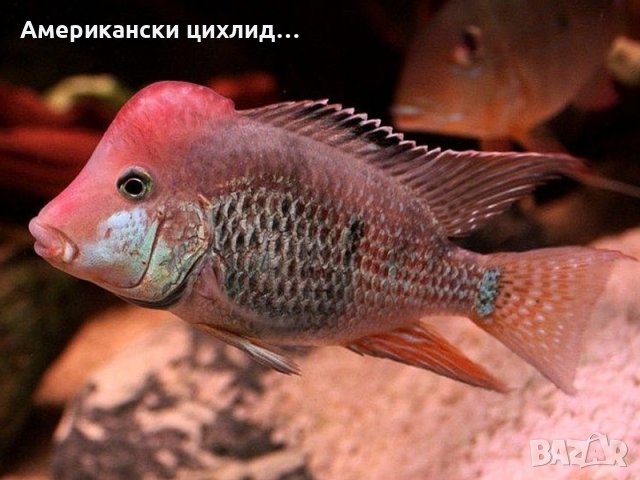 Geophagus steindachneri