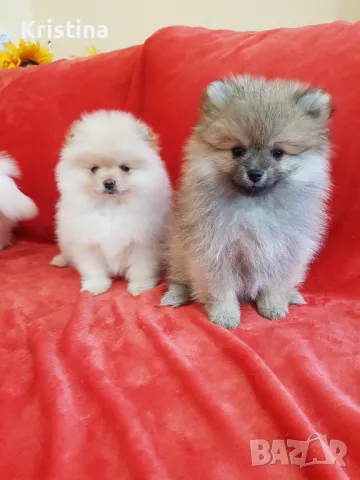 Померан померани свободни!, снимка 6 - Померан - 49137747