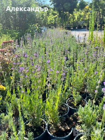 Лавандула на промо цена , снимка 3 - Градински цветя и растения - 51258476