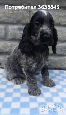 Английски кокер шпаньол, снимка 1