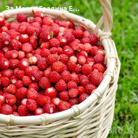 Горска ягода - Регина, снимка 3 - Разсади - 53623673