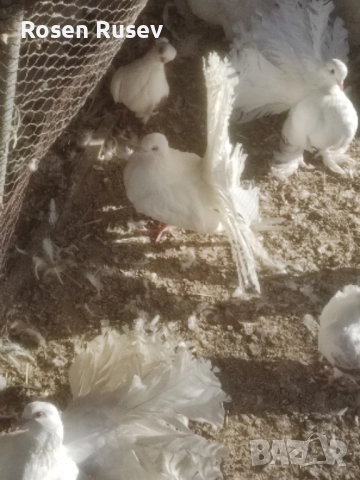 Свободни гълъби 100 бр.Пощи Ардезио гълъби на въртене , снимка 17 - Гълъби - 52429670