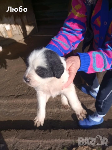 Подарявам малки кученца -каракачанки, снимка 3 - Каракачанска овчарка - 53488330