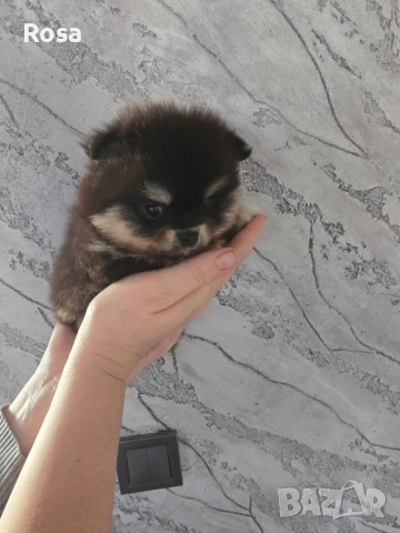 Продавам померани , снимка 2 - Померан - 52549306