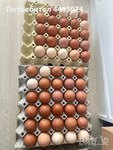 Био домашни яйца, снимка 1