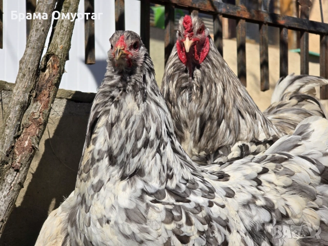 Продавам разплодни яйца от Сплаш Брама [Splash Brahma], снимка 12 - Кокошки и пуйки - 53810967