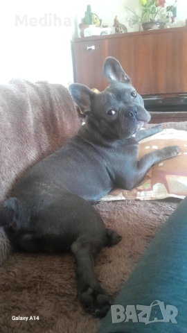 Син френски БУЛДОГ ЗА РАЗПЛОД, снимка 2 - Френски булдог - 53585861