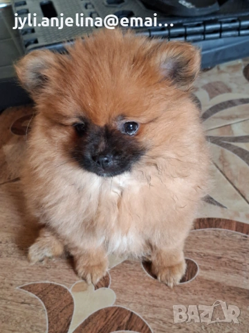 Померански шпиц, снимка 2 - Померан - 52675930