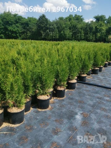 Туя смарагд 50см до60 см