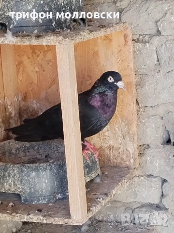 Гълъби на глас и въртене , снимка 13 - Гълъби - 51800997