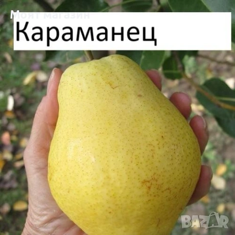 Круша - Селекция от подбрани сортове , снимка 5 - Градински цветя и растения - 53649950