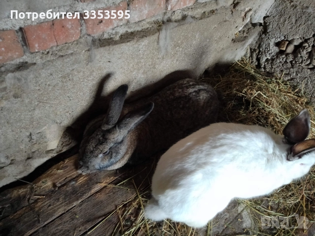 заици за разплод , снимка 4 - Кокошки и пуйки - 52855620