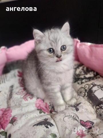 Сребърна чинчила , снимка 2 - Британска късокосместа - 53581047