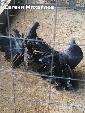Фенерлии , снимка 3 - Гълъби - 52369128
