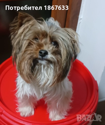 Йоркширски териер бивиер