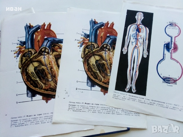Анатомия и Физиология на Човека - Соломон Илич Галперин - 1979г., снимка 4 - Учебници, учебни тетрадки - 52804375