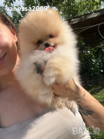 Померани , снимка 7 - Померан - 39236008