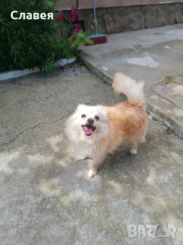 Продавам мини шпиц , снимка 4 - Померан - 50473549