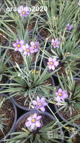 Сисиринхиум – изящната красота във вашия дом