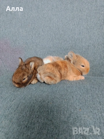 Декоративно зайчета , Рекс, голадско джуджета, лвъна глава, снимка 5 - Декоративни зайчета - 53041568