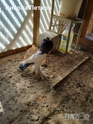 Седлати болани , снимка 4 - Гълъби - 53248857