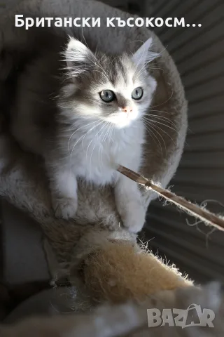 Британски котета, снимка 3 - Британска късокосместа - 54754825