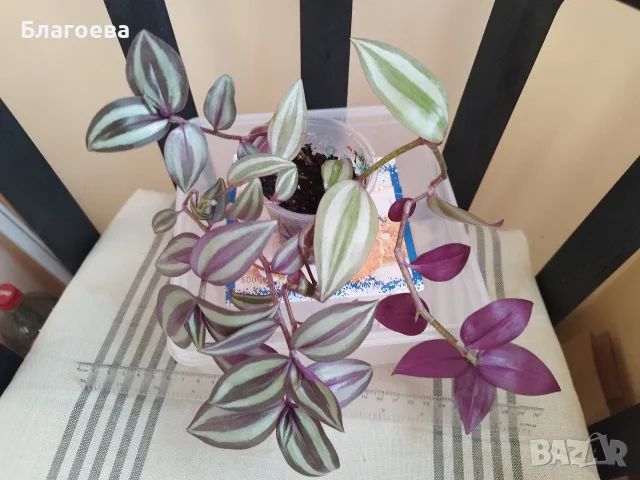 Традесканция 2 €, снимка 2 - Стайни растения - 52027182