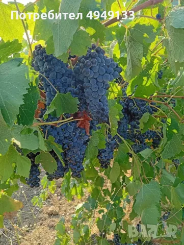 Продавам грозде мерло