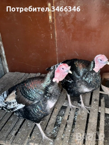 Продавам два мъжки пуяка, снимка 2 - Кокошки и пуйки - 52793492