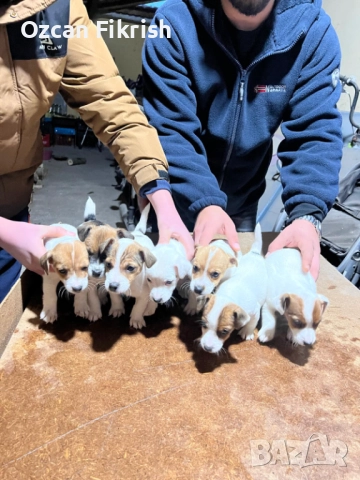 Продавам Джак Ръсел