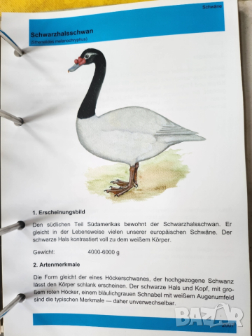 Декоративни птици - Немски стандарт (официален), цветен, над 300 вида описани, критерии за оценка..., снимка 10 - Енциклопедии, справочници - 52341558