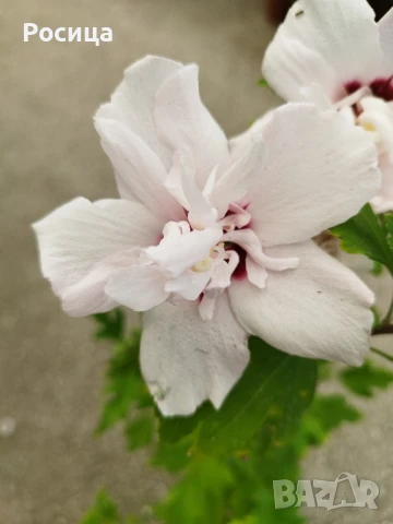 хибискус градински, снимка 1