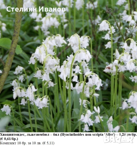 Хиацинтоидес, лъжезюмбюл – бял (Hyacinthoides non-scripta 'Alba') – луковици
