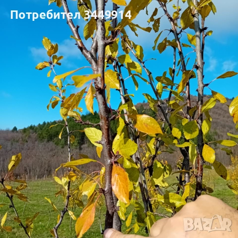 Овощни градини био- сливи до Правец, снимка 11 - Земеделска земя - 50220274