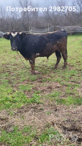 Продажба на бик 