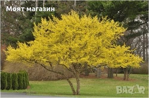 Жълт Дрян, снимка 4 - Градински цветя и растения - 53630568