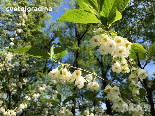 Halesia carolina (Халезия каролина), снимка 3 - Градински цветя и растения - 39592764
