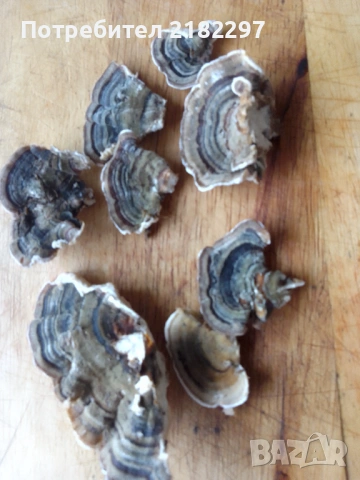 Гъба Пуешка опашка натурална